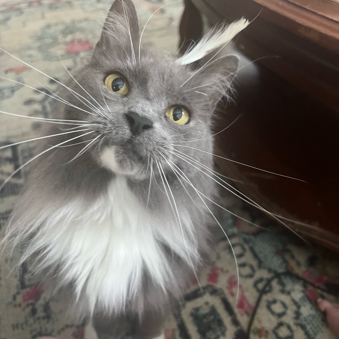 Loving Reliable Cat Care