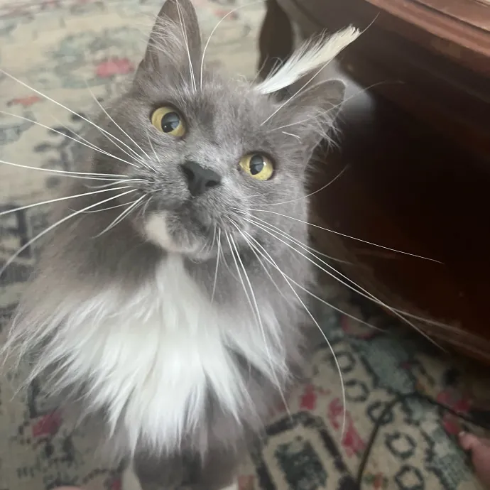 Loving Reliable Cat Care