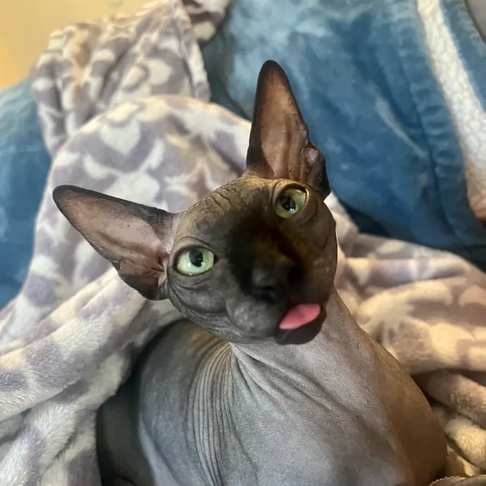 Loving Reliable Cat Care