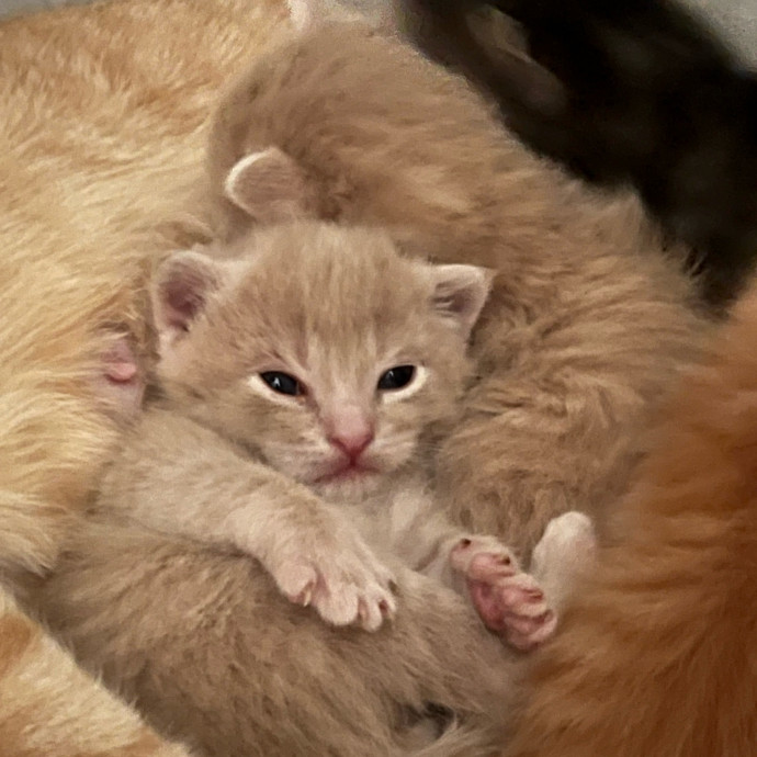 Loving Reliable Cat Care