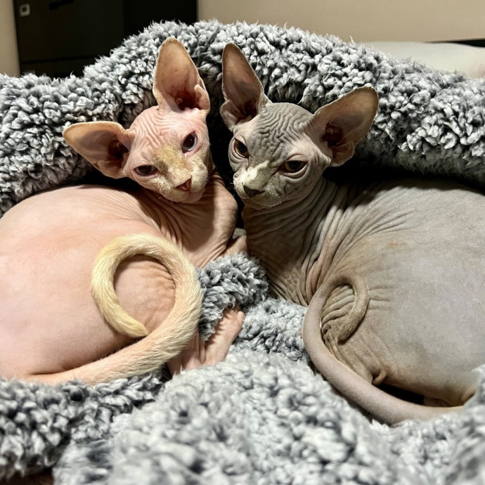 Loving Reliable Cat Care photo 3