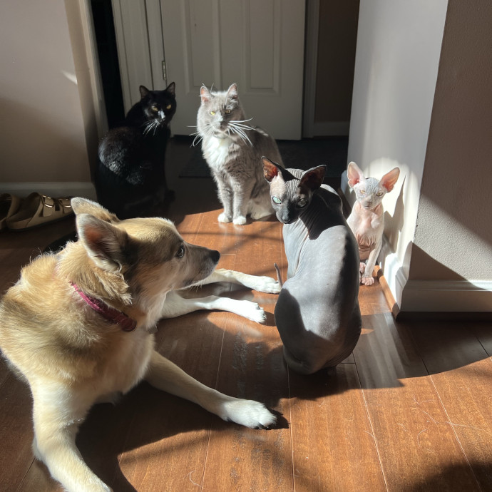 Loving Reliable Cat Care photo 2