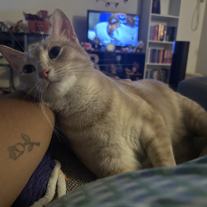 I Love All Kitties Like My Own