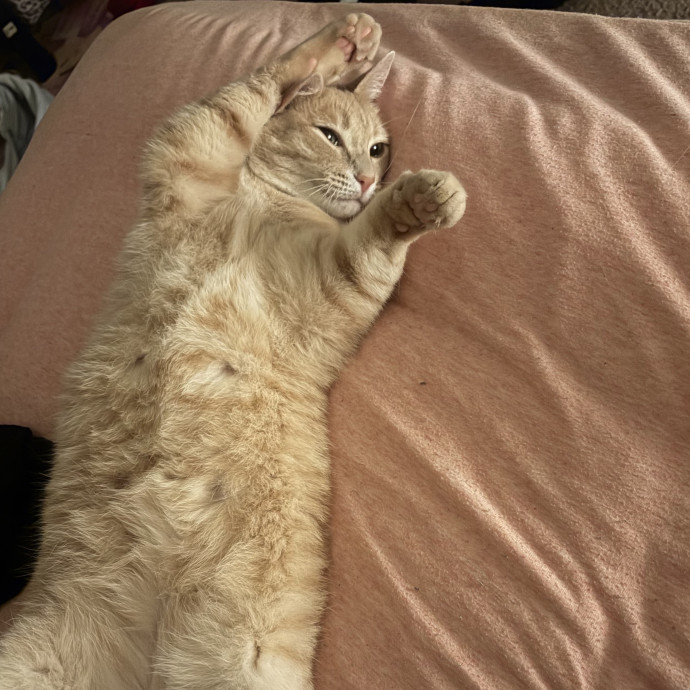 I Love All Kitties Like My Own photo 2
