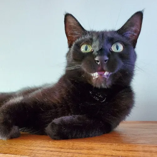 Cat Pride