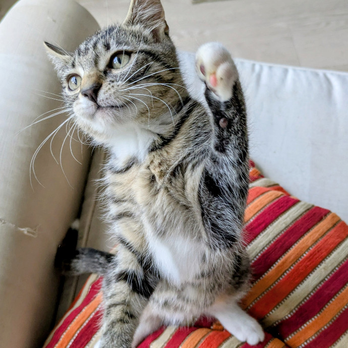 Cat Pride photo 3