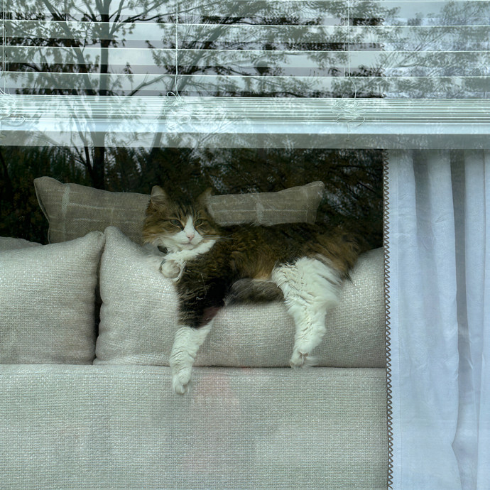 Ally's Purrfect Catsitting