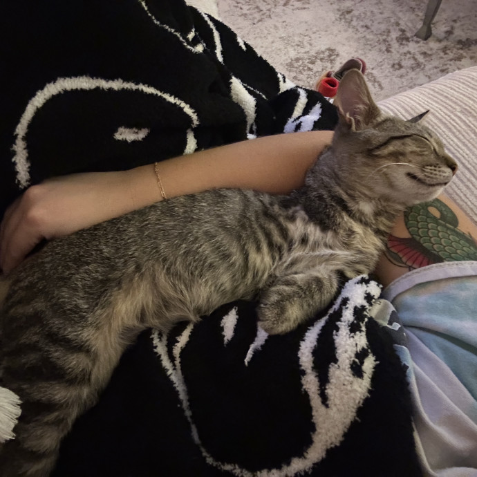 Ally's Purrfect Catsitting