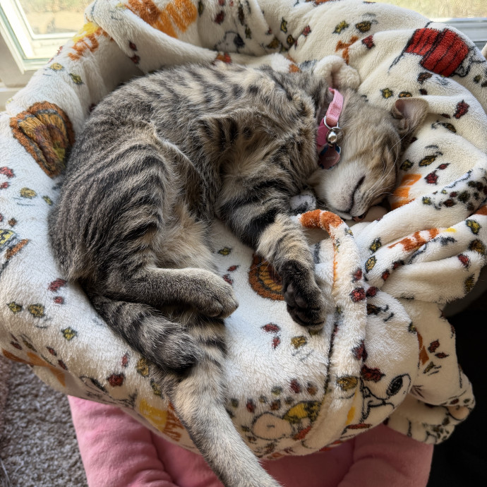 Ally's Purrfect Catsitting photo 3