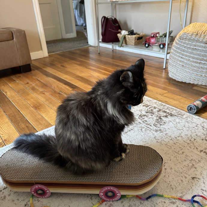 Ally's Purrfect Catsitting photo 2