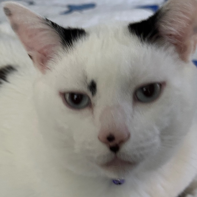 April's Loving Cat Care