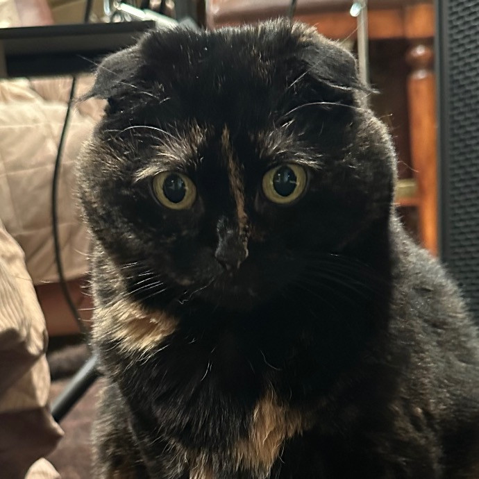 April's Loving Cat Care