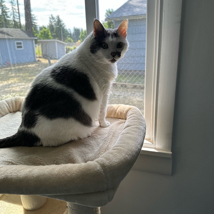 April's Loving Cat Care