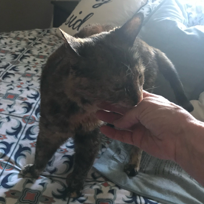 April's Loving Cat Care