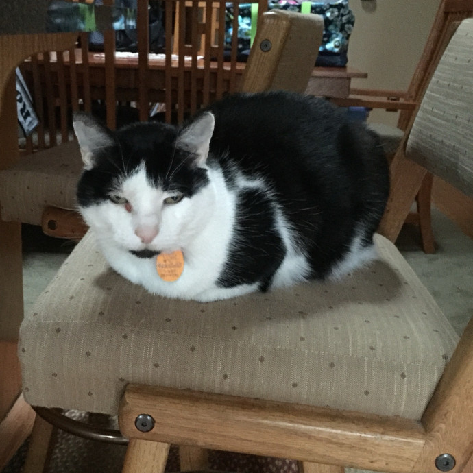 April's Loving Cat Care