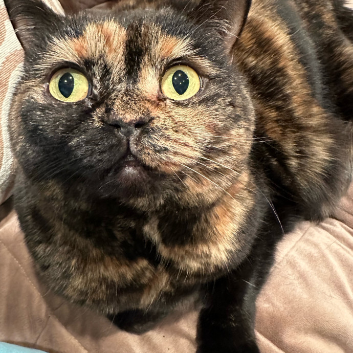 April's Loving Cat Care