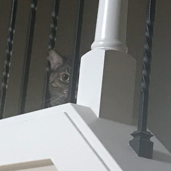 April's Loving Cat Care