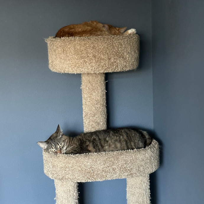 April's Loving Cat Care