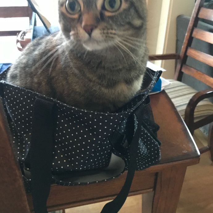 April's Loving Cat Care