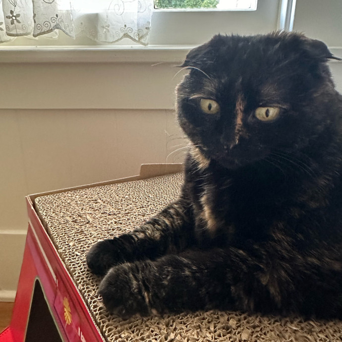 April's Loving Cat Care