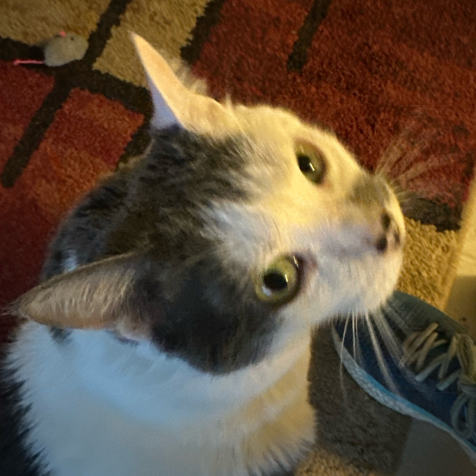 April's Loving Cat Care