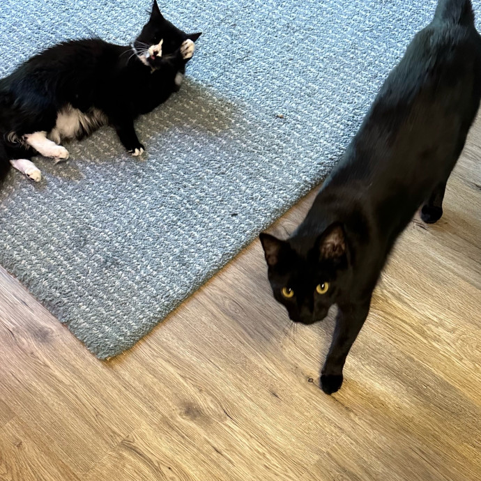 April's Loving Cat Care