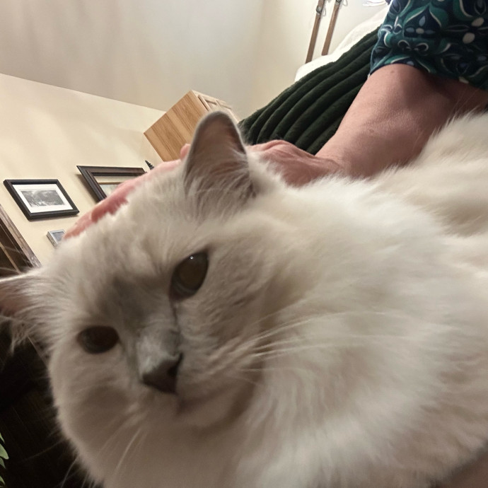 April's Loving Cat Care photo 3