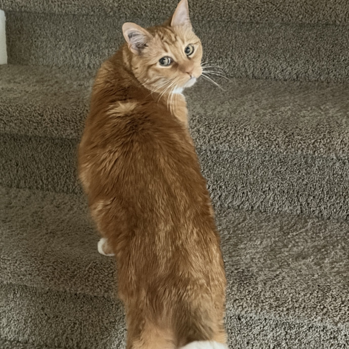 April's Loving Cat Care photo 2