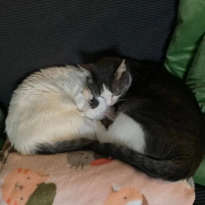 Fellow Fur-Father 4 Feline Friendship