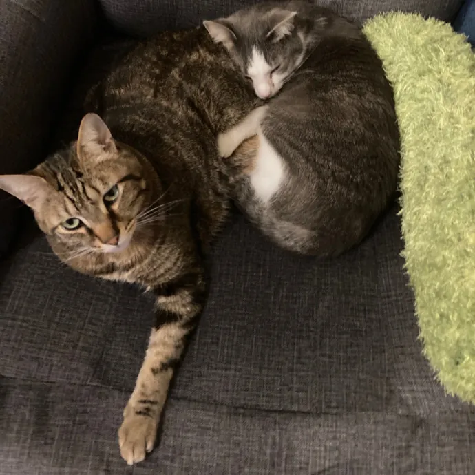 Fellow Fur-Father 4 Feline Friendship