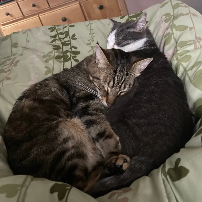 Fellow Fur-Father 4 Feline Friendship