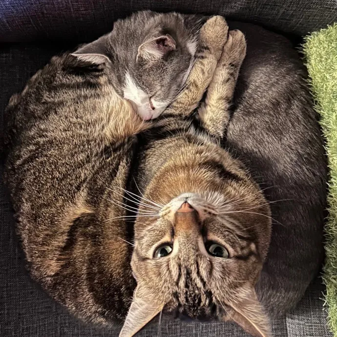 Fellow Fur-Father 4 Feline Friendship