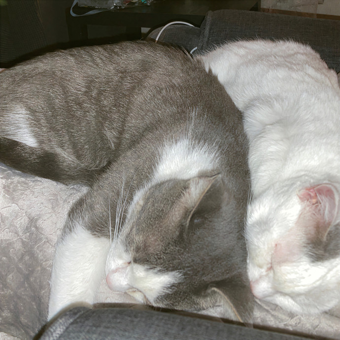 Fellow Fur-Father 4 Feline Friendship