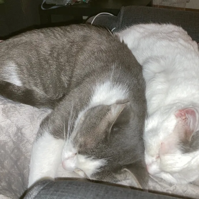 Fellow Fur-Father 4 Feline Friendship