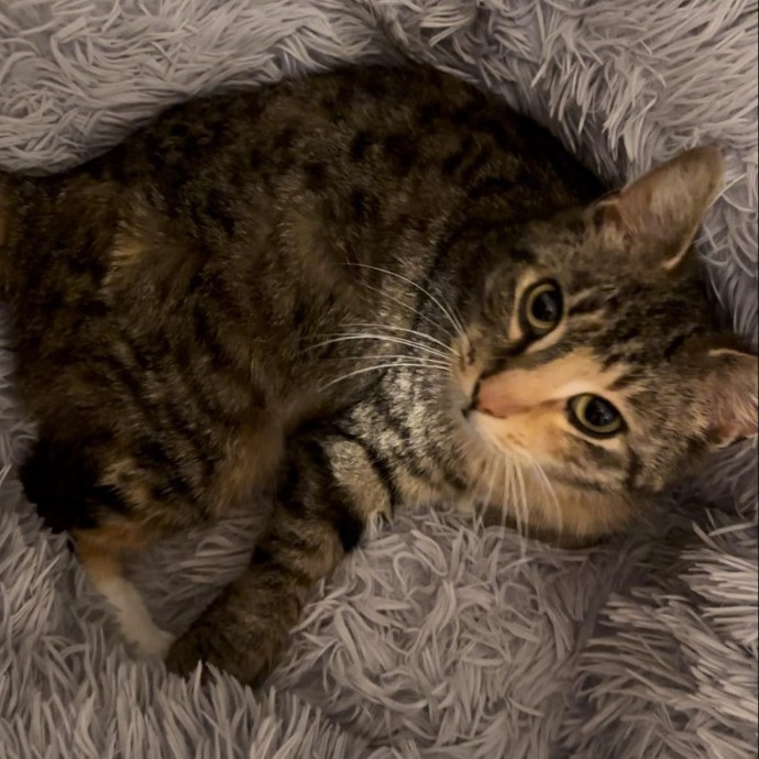 Fellow Fur-Father 4 Feline Friendship
