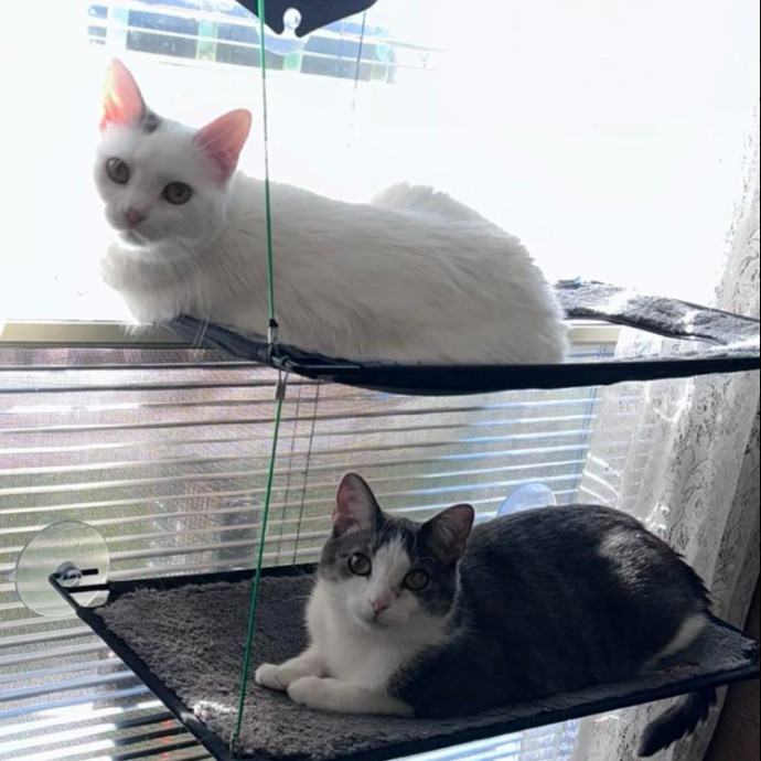 Fellow Fur-Father 4 Feline Friendship