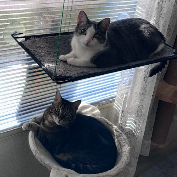 Fellow Fur-Father 4 Feline Friendship photo 3