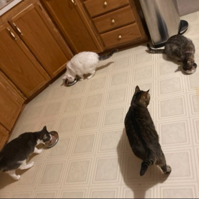Fellow Fur-Father 4 Feline Friendship photo 2