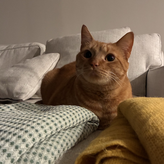 Chadwick's Sitter Services
