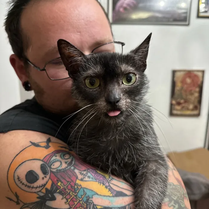 Cats First Humans Second 