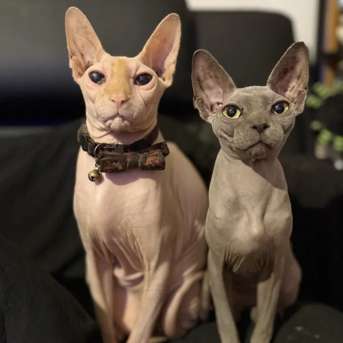 Cats First Humans Second 