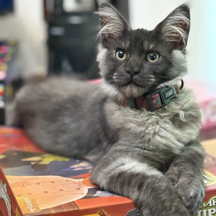 Cats First Humans Second 