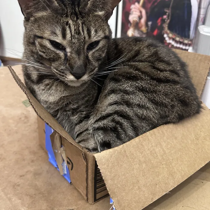 Cats First Humans Second 