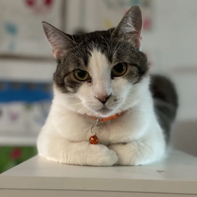 Cats First Humans Second 