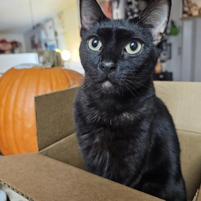 Cats First Humans Second 