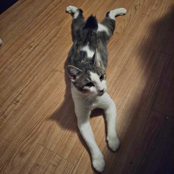 Cats First Humans Second 