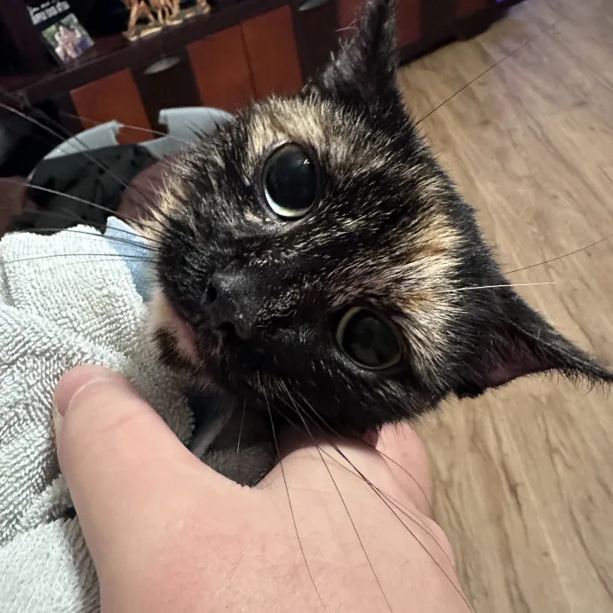 Cats First Humans Second 