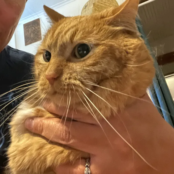 Cats First Humans Second 