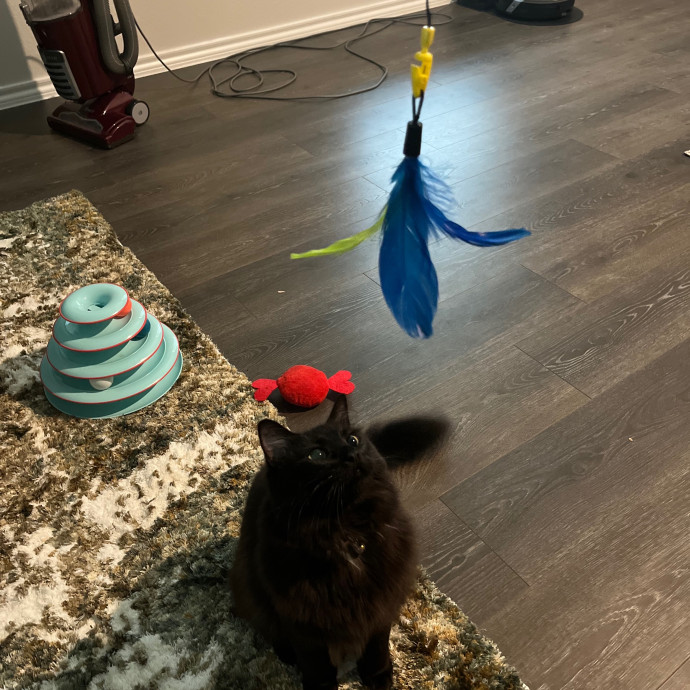 Ashleigh's Cat Care In Lavon