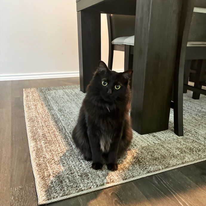 Ashleigh's Cat Care In Lavon